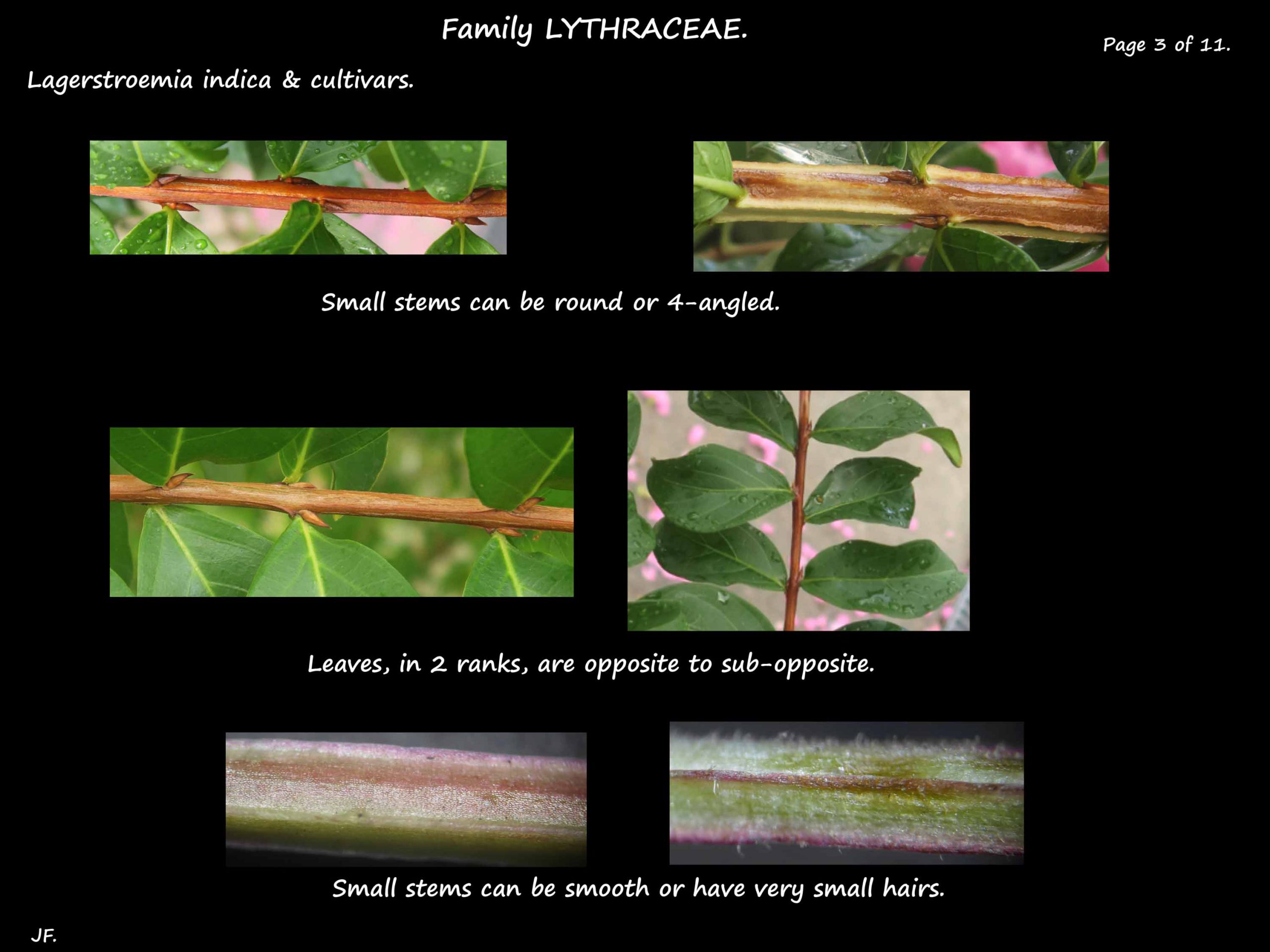 3 Lagerstroemia 4 angled stems